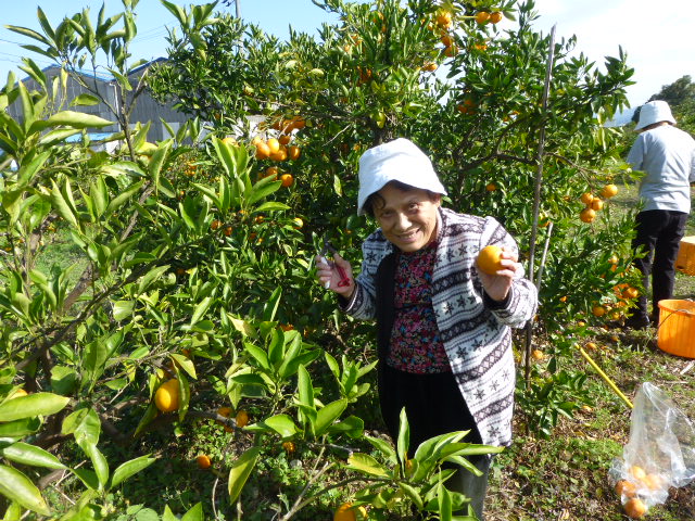 11月12日 みかん狩り 紅葉見物 慈光園ブログ