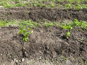 IMG_6077_R