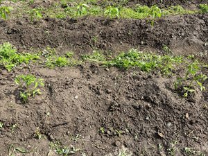 IMG_6078_R