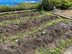 IMG_6080_R