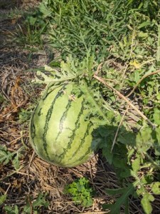 IMG_6754_R